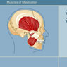 muscles of the face interactive